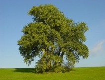 poplar trees biofuel